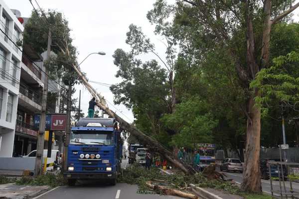 Al menos 160 árboles caídos en Asunción tras tormenta