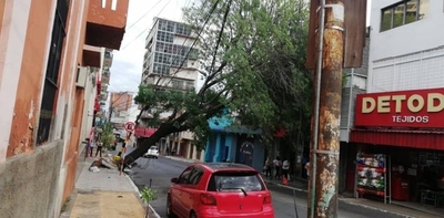 HOY / Más de 250 árboles caídos tras el temporal en Asunción, según reporte