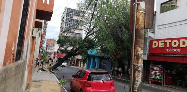HOY / Más de 250 árboles caídos tras el temporal en Asunción, según reporte