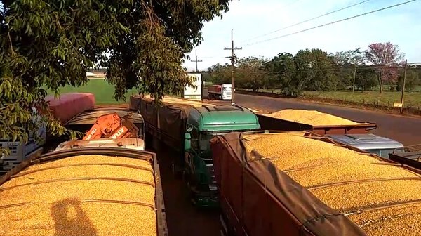 Por sequía y demoras logísticas, la exportación de maíz cayó 43% - Nacionales - ABC Color