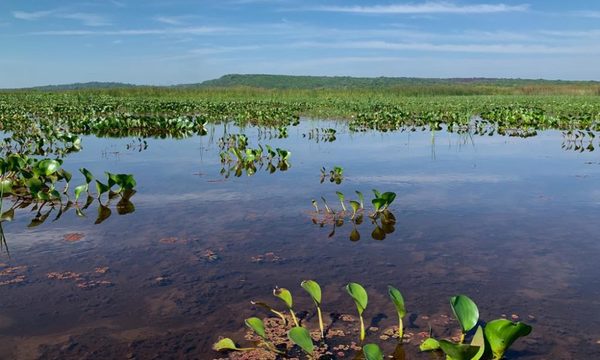 Realizaron monitoreo de fauna y flora de la cuenca del Lago Ypacaraí