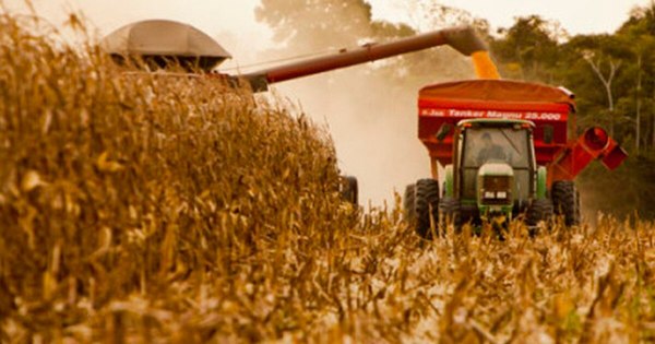 La Nación / Exportación de maíz cayó un millón de toneladas hasta octubre