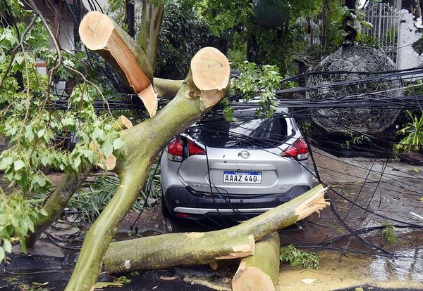 Recuerdan que seguros pueden hacerse cargo de vehículos dañados por árboles caídos - Nacionales - ABC Color