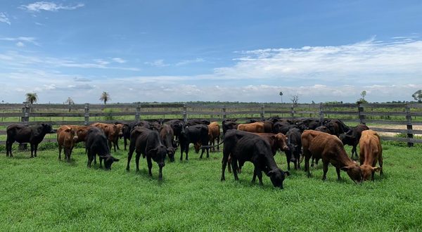 Las lluvias dan tregua a la sequía, los campos rebrotan y los ganaderos analizan el mercado