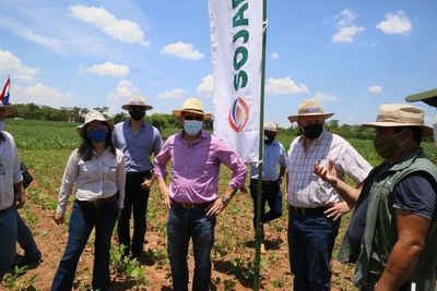 Disminución de pobreza en San Pedro coincide  con aumento de soja y maíz - Nacionales - ABC Color