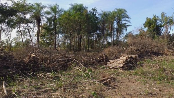Intervienen inmobiliaria por eliminación de gran cantidad de árboles nativos - ADN Paraguayo