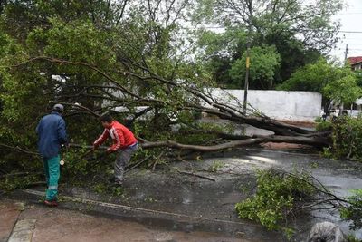 Temporal y caída de árboles: instan a realizar un diagnóstico del riesgo del arbolado - Nacionales - ABC Color