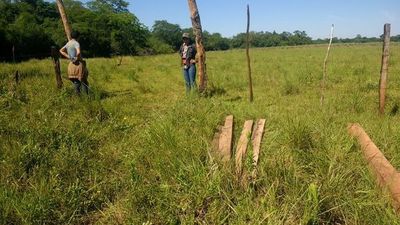 Denuncian robo de más de 100 cabezas de ganado - Nacionales - ABC Color