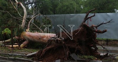 La Nación / Temporal echó 250 árboles en Asunción que serán utilizados para mobiliarios de plazas y abonos