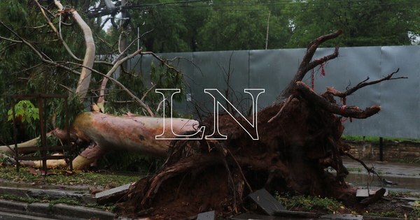 La Nación / Temporal echó 250 árboles en Asunción que serán utilizados para mobiliarios de plazas y abonos