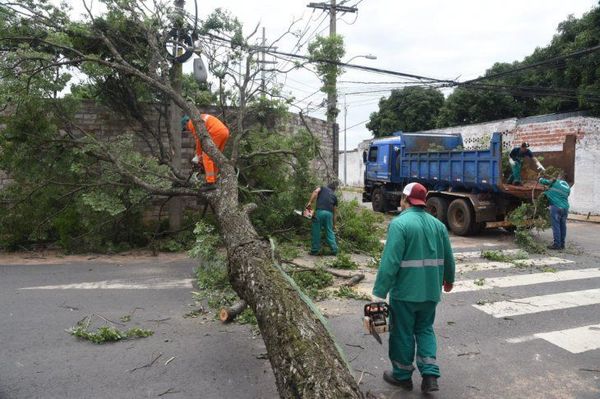 Nuevo reporte señala que ya son más de 250 los árboles caídos en Asunción