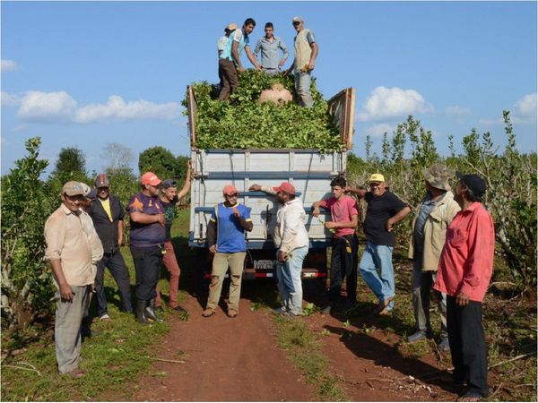 Cámara de la Yerba Mate exige que Gobierno integre mesa de trabajo