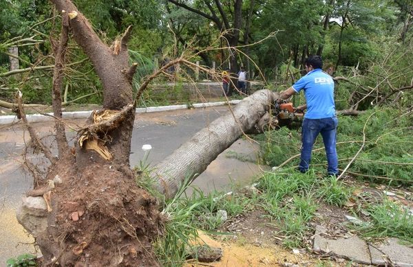 Prometen amoblar plazas con los 350 árboles caídos - Nacionales - ABC Color