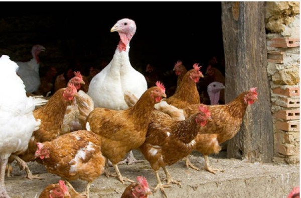 Dinamarca: Tras descubrimiento de primer foco de gripe aviar, sacrifican a 25.000 aves de corral