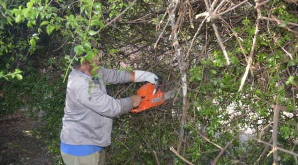 Asunción reporta 342 árboles caídos tras el temporal del fin de semana