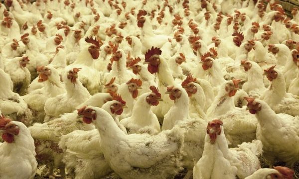Sacrifican 25.000 aves de corral tras un primer foco de gripe aviar en Dinamarca