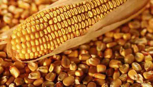 Paraguay exportó un millón de toneladas menos de maíz
