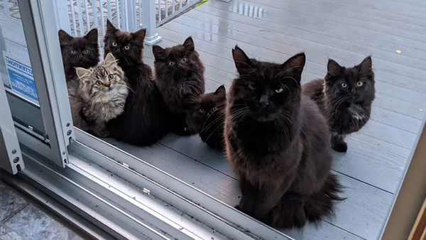 Una gatita lleva a sus bebés junto a la mujer que la alimentó y ayudó cuando estaba embarazada » Ñanduti