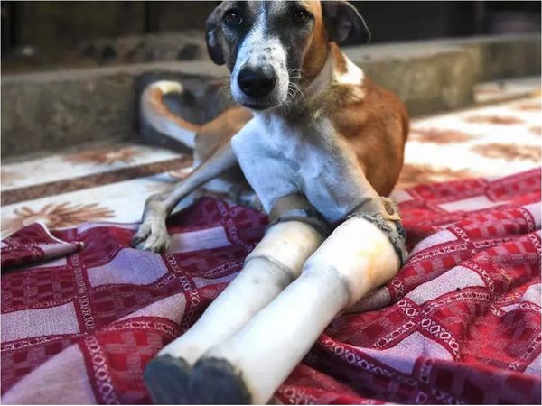 De India al Reino Unido, el rescate de la pequeña perra Rocky