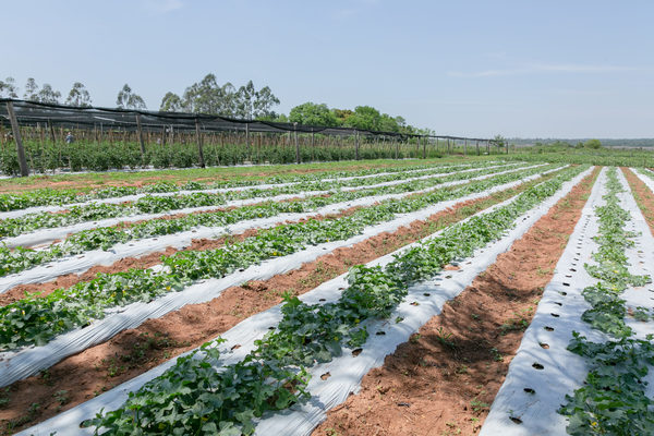 Agricultura climáticamente inteligente para pequeños productores