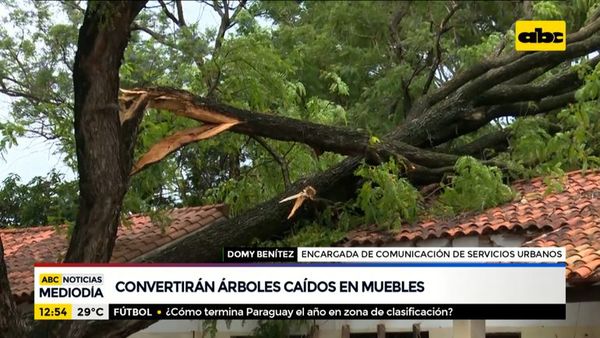 Convertirán árboles caídos en muebles - ABC Noticias - ABC Color