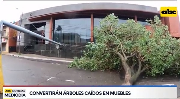 Municipalidad fabricará muebles con árboles caídos