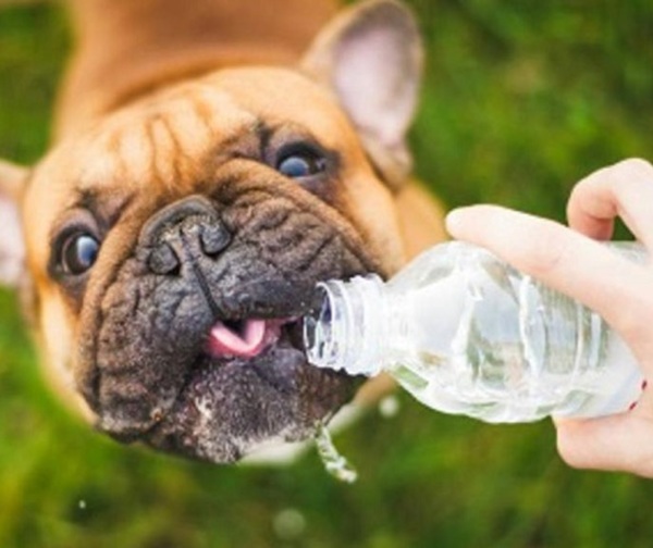 Evitemos los golpes de calor en nuestras mascotas