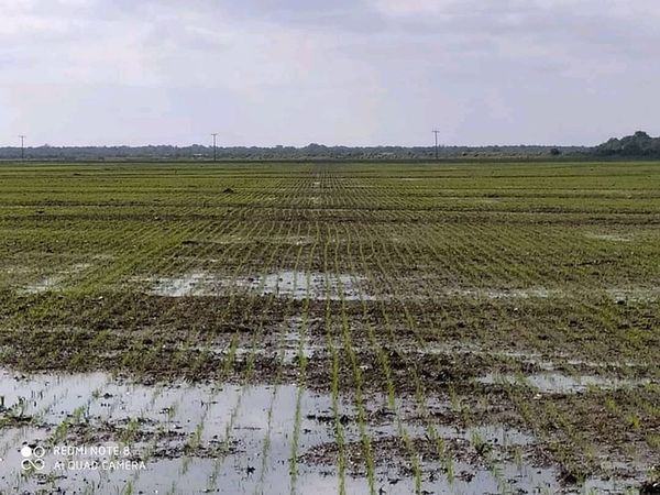 El FMI estima que la economía paraguaya caerá 1,5%, una de las menores retracciones en nuestra región - Nacionales - ABC Color