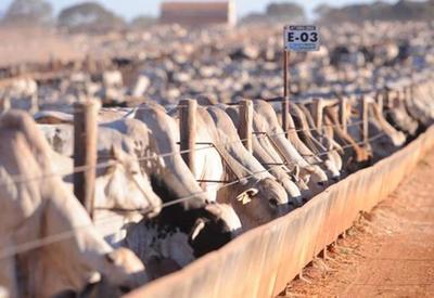 En Brasil central el precio del novillo gordo cotiza US$ 3,50 y se prevé que siga al alza hasta marzo