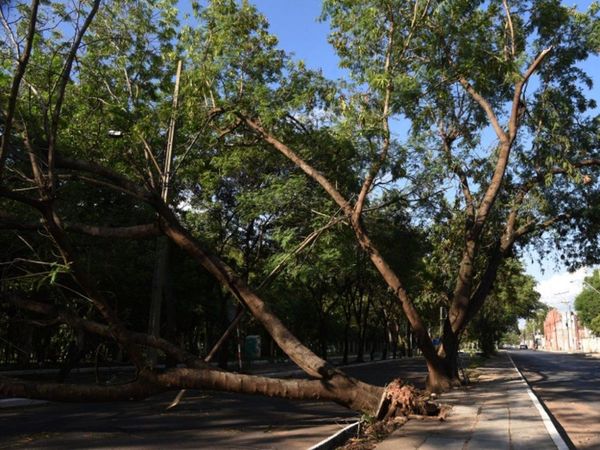 Afirman que pudo haberse evitado 50% de daños por árboles caídos