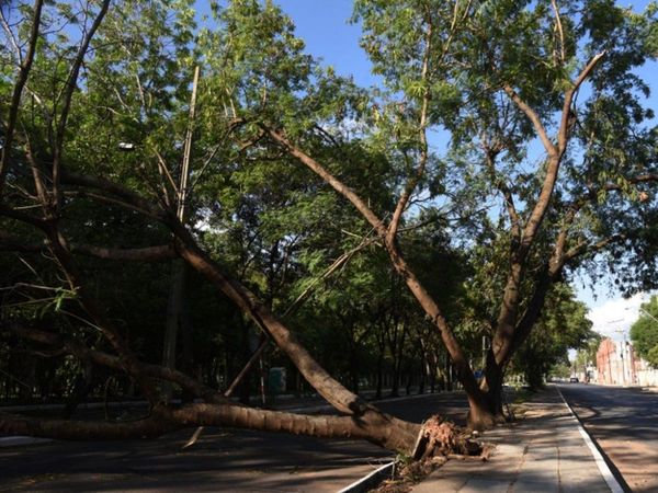 Afirman que pudo haberse evitado  50% de daños por árboles caídos