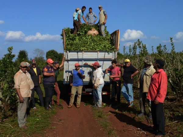 Cámara de la Yerba Mate exige integrar al Gobierno a la mesa
