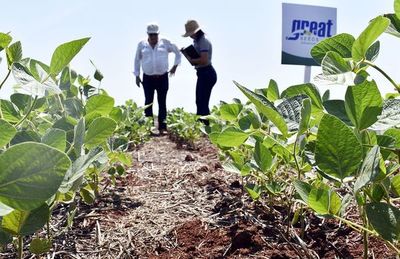 Casi 20 años creando semillas con genética para los productores - Nacionales - ABC Color