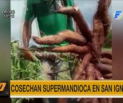 Cosechan mandioca de 20 kilos en Misiones