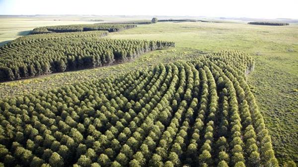 La mayor inversión privada de la historia de Paraguay será forestal, con la fábrica de celulosa más moderna en el mundo