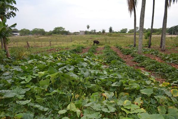 Lluvias ayudan a revivir el campo - Nacionales - ABC Color