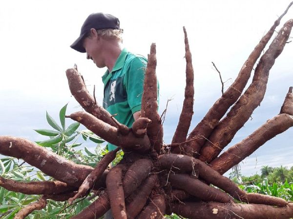 Familia cosechó una mandioca de 20 kilos en Misiones