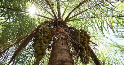 La Nación / Introducen y potencian productos paraguayos a base de coco natural a Taiwán