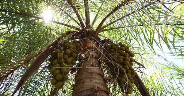 La Nación / Introducen y potencian productos paraguayos a base de coco natural a Taiwán