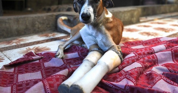 La Nación / De India al Reino Unido, el rescate de la pequeña perra Rocky