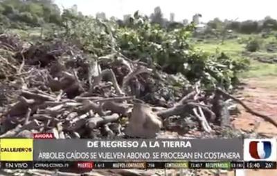 ¡De vuelta a la tierra! Árboles caídos son utilizados para abono
