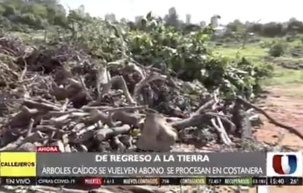 ¡De vuelta a la tierra! Árboles caídos son utilizados para abono