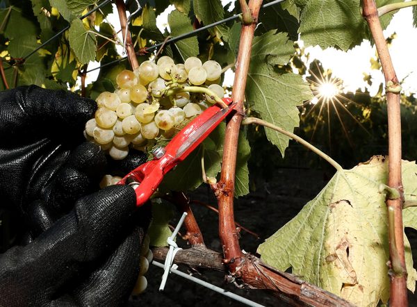 Argentina desarrolla nueve variedades de uvas de mesa "sin semilla" - MarketData