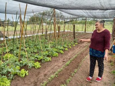 Huertas para familias vulnerables comienzan a proveer alimentos sanos y nutritivos