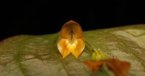 La Nación / Descubren una rara especie de orquídea gigante en Ecuador