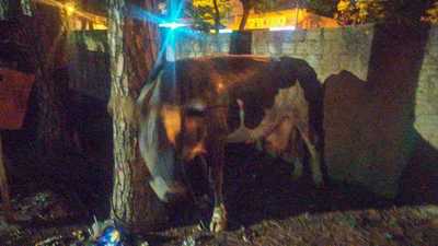 Encuentran una VACA LECHERA y entregan a la POLICIA para buscar a su dueño