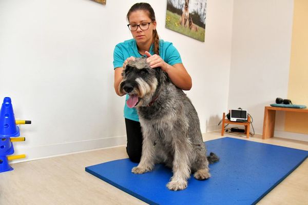 Masajes y fisioterapia para aliviar el dolor a perros y gatos - Nacionales - ABC Color