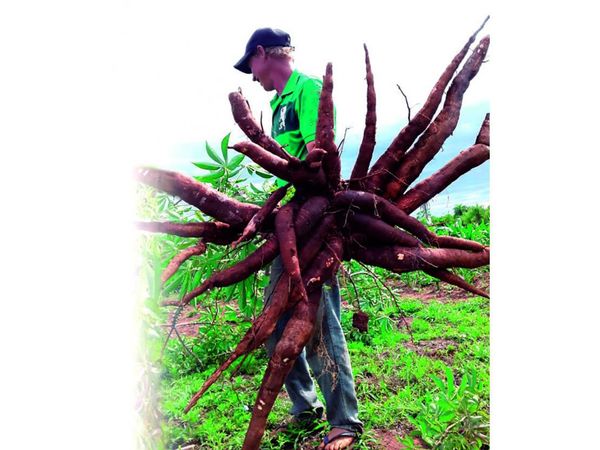 Una familia de Misiones cosechó una mandioca que pesó 20 kilos