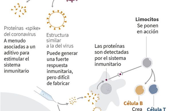 Once proyectos de vacuna anticovid, en fase previa para su homologación - Mundo - ABC Color
