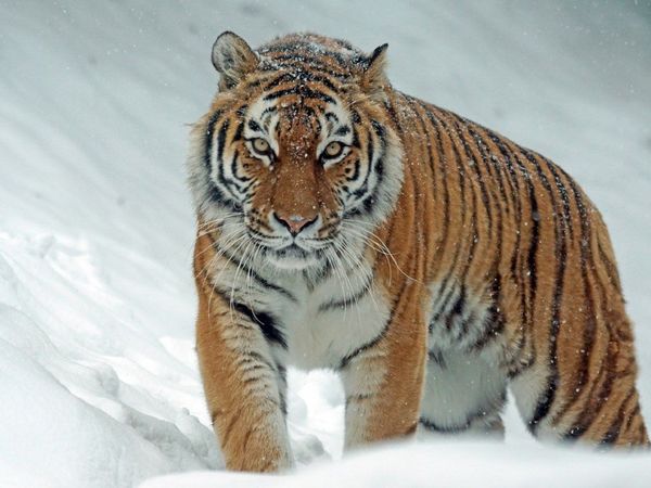 Aumenta la población de tigre siberiano en territorio ruso